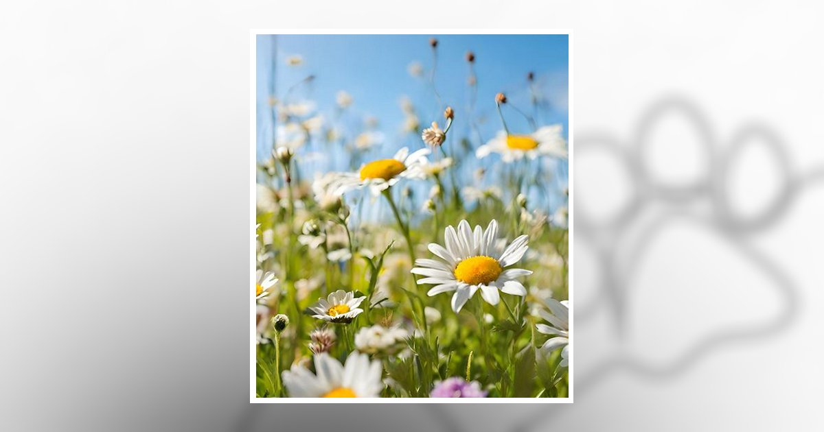 Linda Rumbaugh Cadiz, OH Obituary