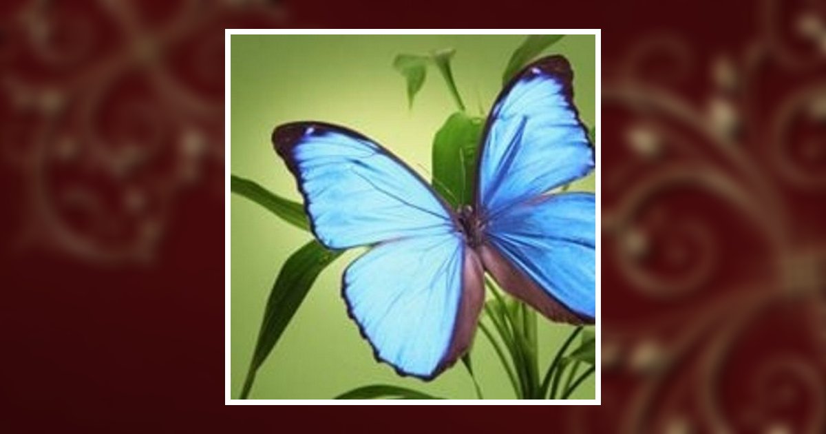 Alex Donavich Port Vue, PA Obituary