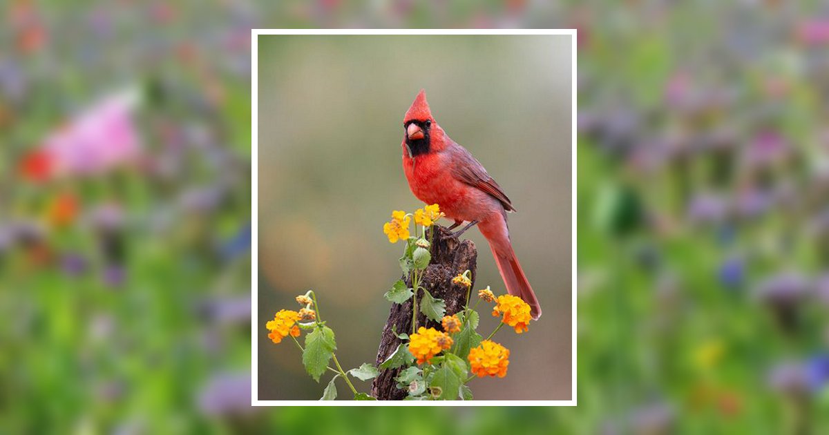 Cheryl R Warren Adairsville, GA Obituary