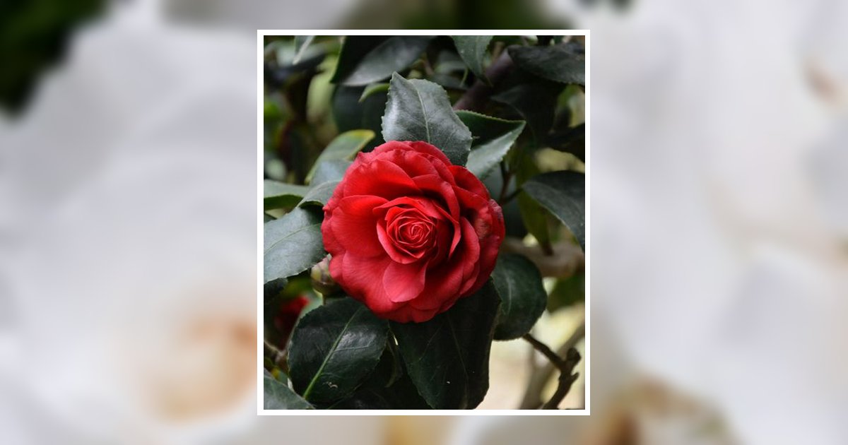Rose Clayton Obituary, Tupelo, MS