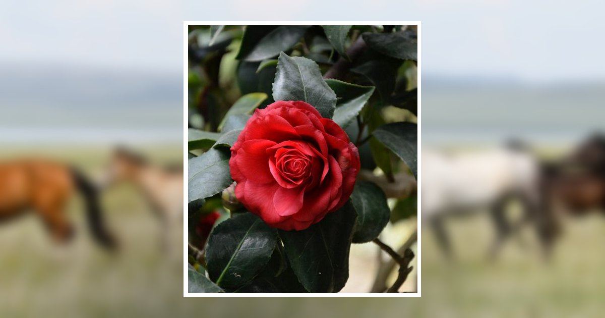 Joan Marian Wishart Obituary, Bridgman, MI