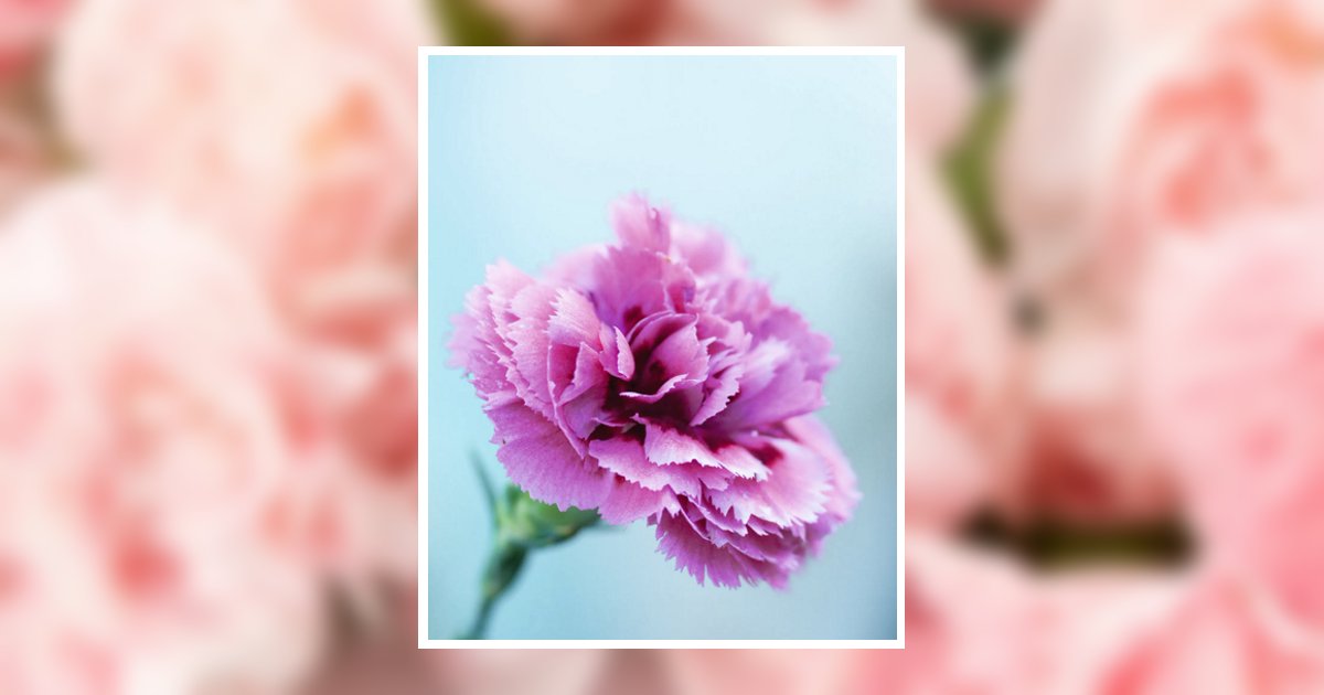 Deborah Virginia Barone Obituary, Fort Mill, SC